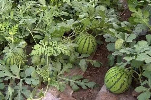 消暑水果王——西瓜的好处和坏处